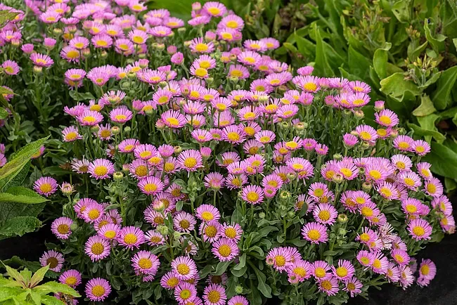 'Sea Breeze' Przymiotno sine Erigeron alaucus