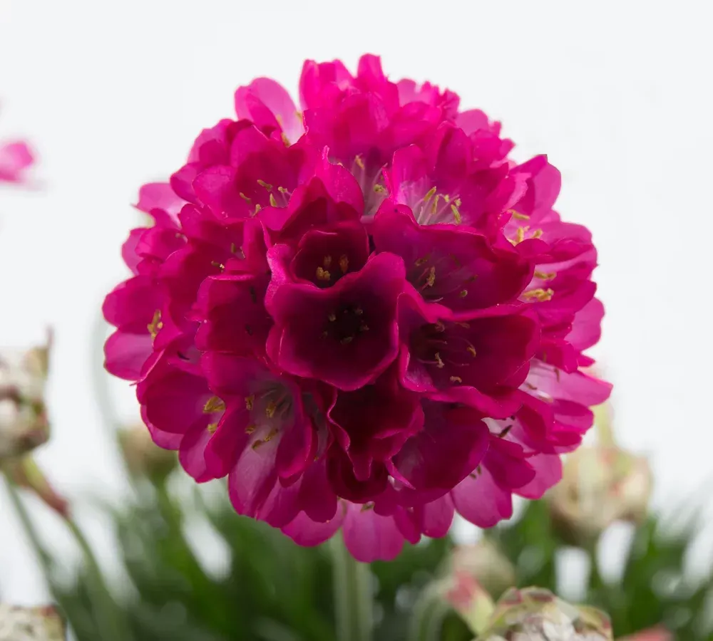 Zawciąg różowy Armeria 'Abbey Deep Rose'