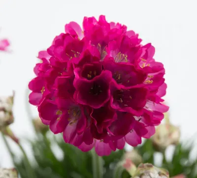 Zawciąg różowy Armeria 'Abbey Deep Rose' Zawciąg różowy Armeria 'Abbey Deep Rose'