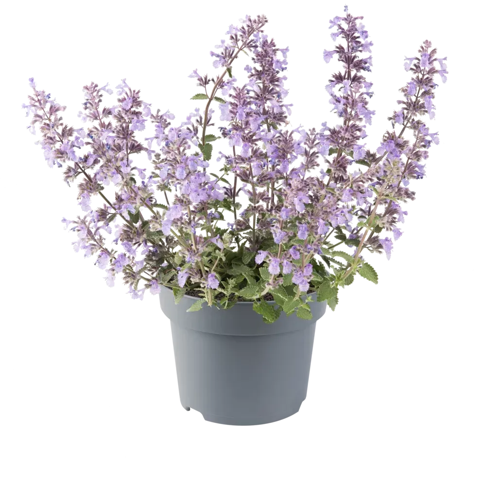 'Picture Purrfect' Kocimiętka Nepeta