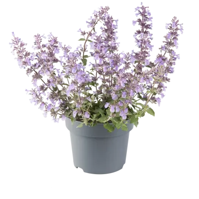 'Picture Purrfect' Kocimiętka Nepeta