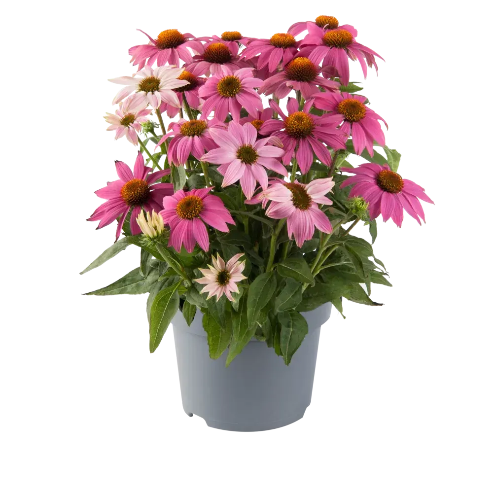 'PowWow™ Wild Berry' Jeżówka różowa Echinacea