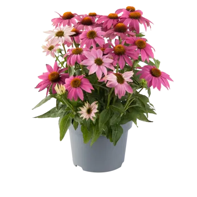 'PowWow™ Wild Berry' Jeżówka różowa Echinacea