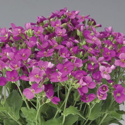 Gęsiówka 'Little Treasure Deep Rose' Arabis