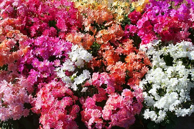 Lewizja pakiet kolorów Lewisia cotyledon