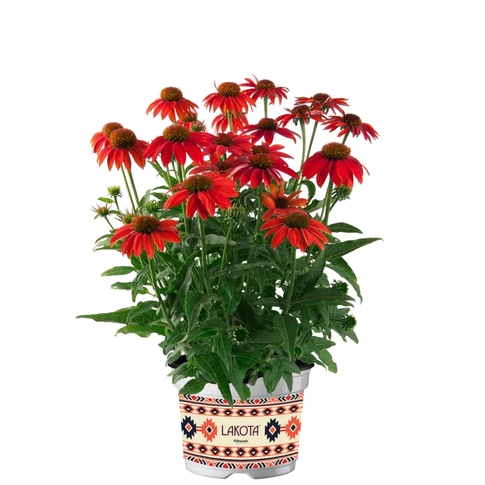 'Lakota Red' Jeżówka czerwona Echinacea