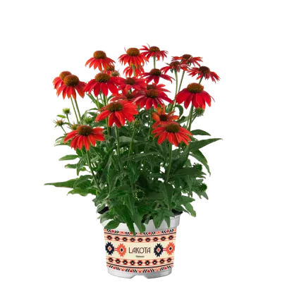 'Lakota Red' Jeżówka czerwona Echinacea