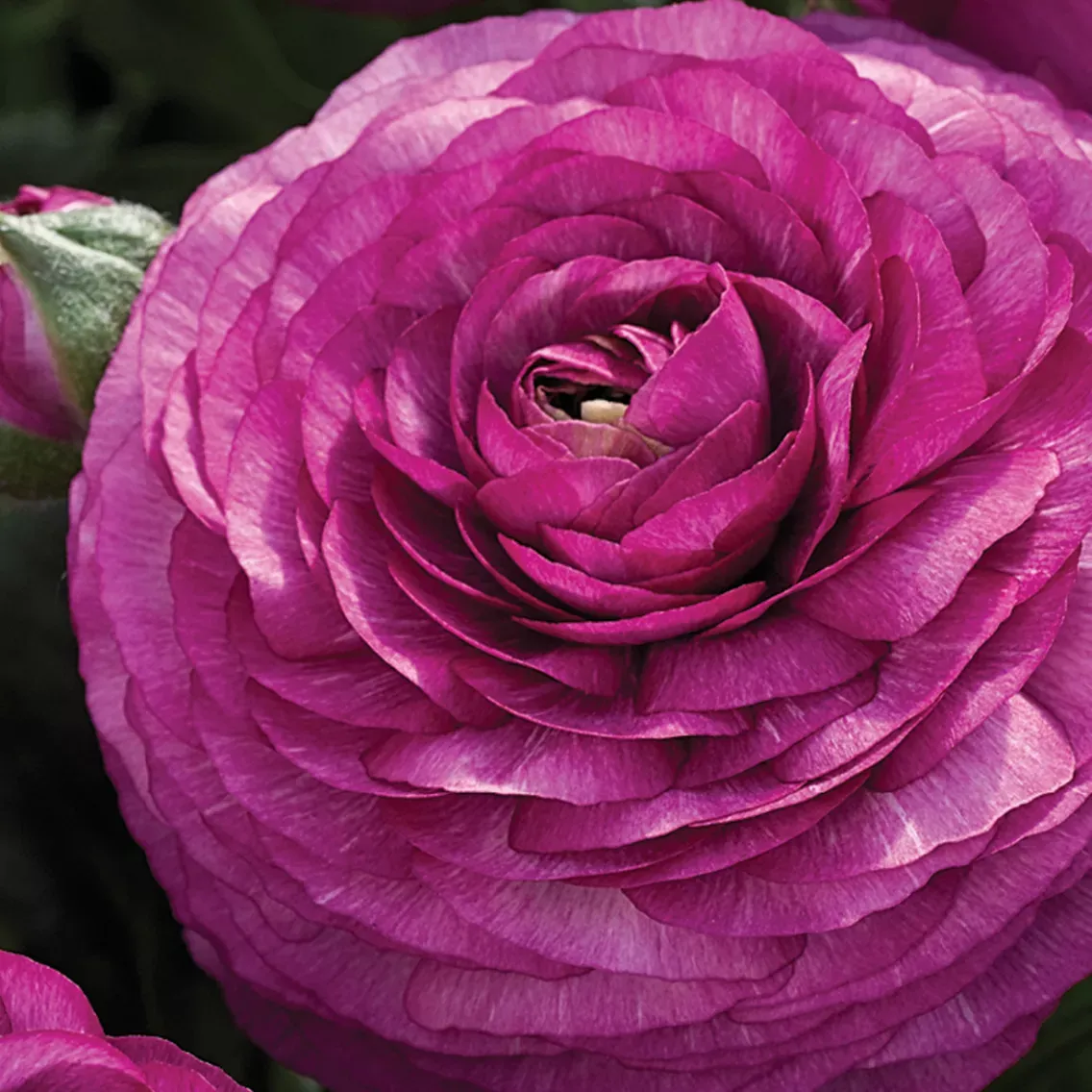 Jaskier purpurowy Ranunculus