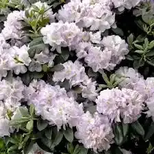 'Easydendron® Inkarho®' Gomer Waterer' Różanecznik Rhododendron, Rododendron