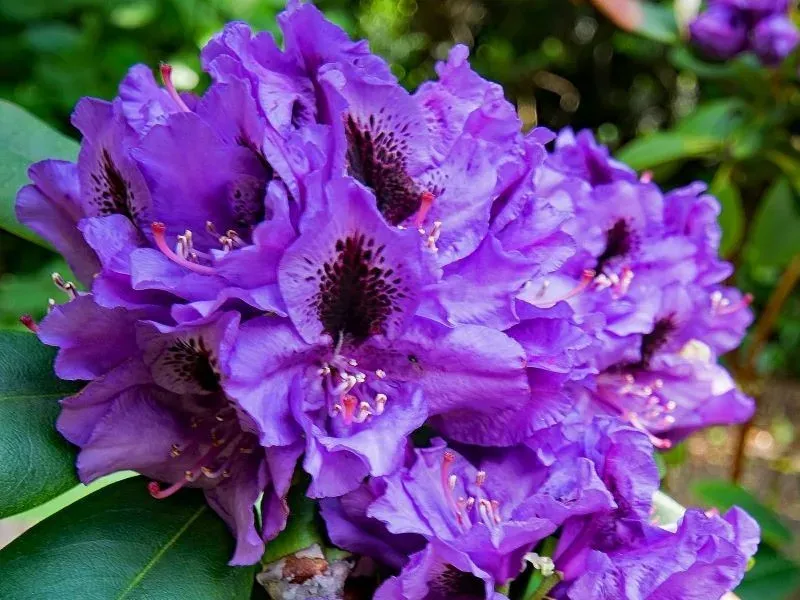 'Easydendron® Inkarho®' Rasputin'' Różanecznik Rhododendron, Rododendron