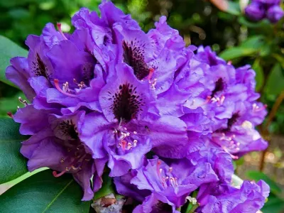 'Easydendron® Inkarho®' Rasputin'' Różanecznik Rhododendron, Rododendron