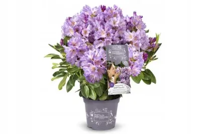 'INKARHO®-DUFTHECKE Lila' Różanecznik Rhododendron, Rododendron