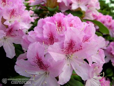 'Cheer' Różanecznik Rhododendron, Rododendron