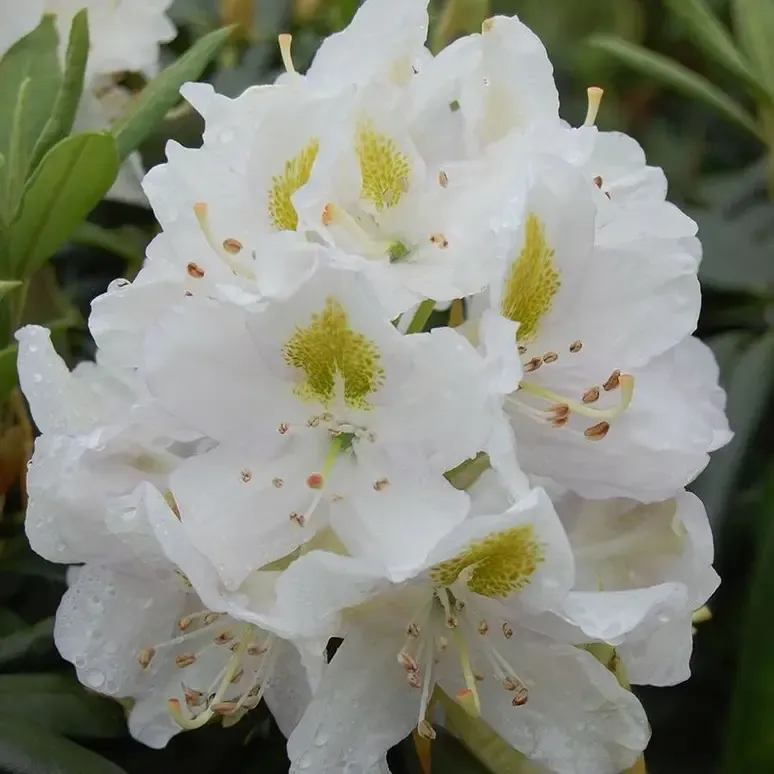 'Easydendron® Inkarho®' Madame Masson' Różanecznik Rhododendron, Rododendron