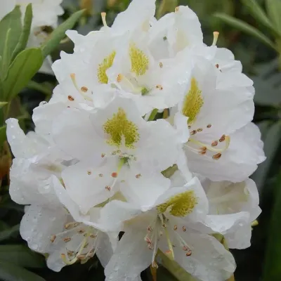 'Easydendron® Inkarho®' Madame Masson' Różanecznik Rhododendron, Rododendron