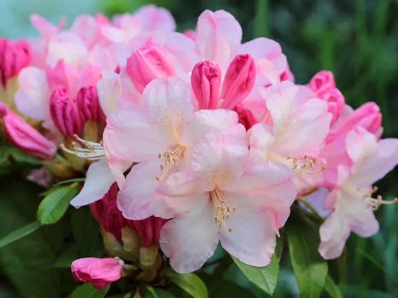 'Easydendron® Inkarho®' Percy Wiseman' Różanecznik Rhododendron, Rododendron