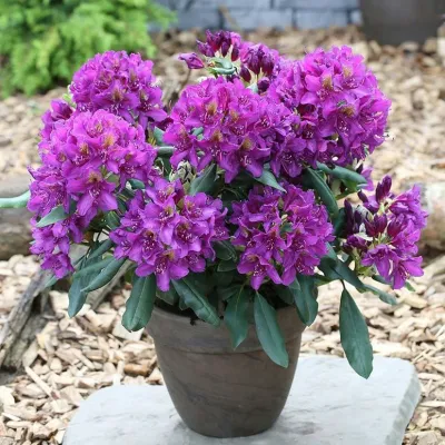 'Marcel Menard' Różanecznik Rhododendron, Rododendron