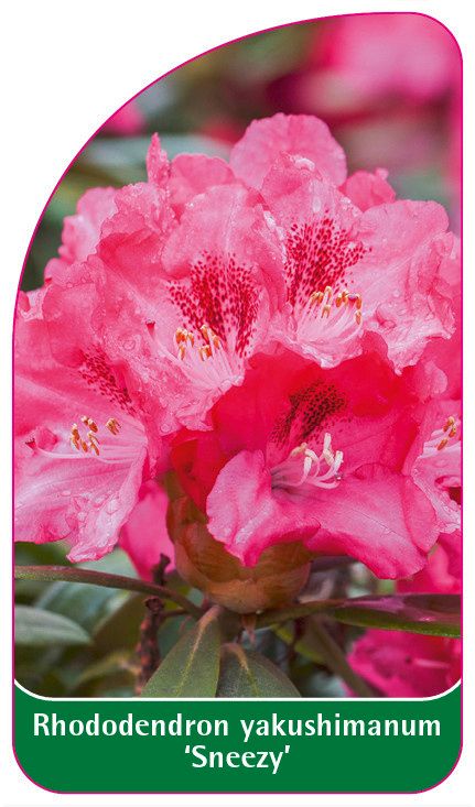 'Sneezy' Różanecznik Rhododendron, Rododendron
