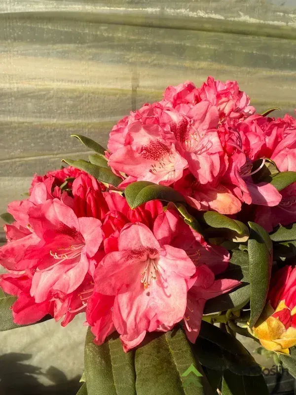 'Sneezy' Różanecznik na pniu Rhododendron, Rododendron