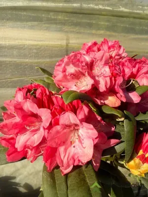 'Sneezy' Różanecznik na pniu Rhododendron, Rododendron