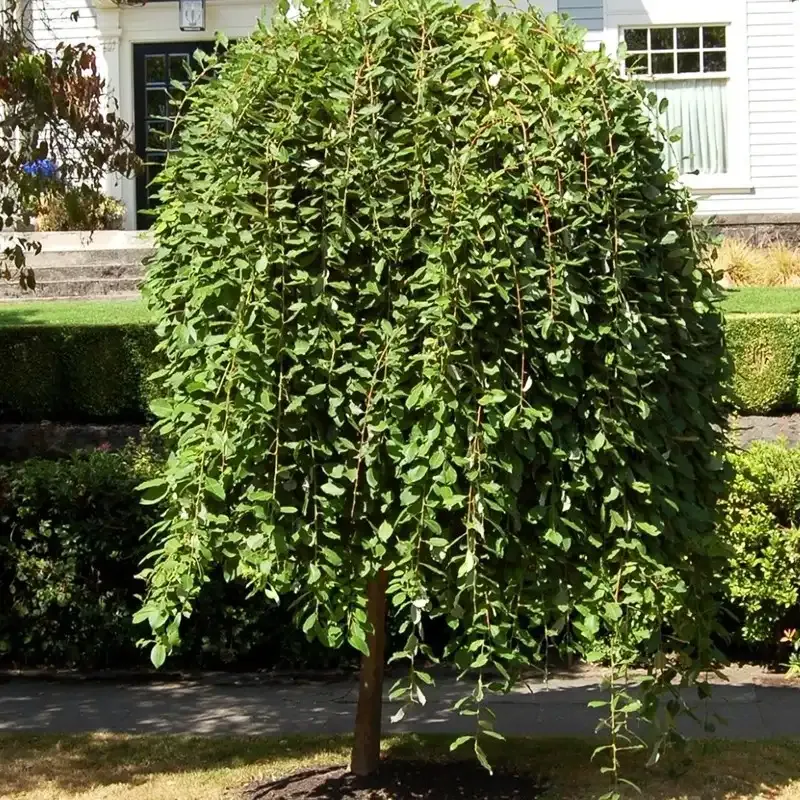 ’Pendula’ Wierzba Iwa Kilmarnock Na Pniu Salix