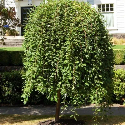 ’Pendula’ Wierzba Iwa Kilmarnock Na Pniu Salix