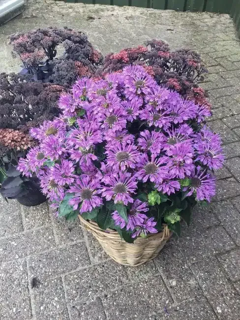 'Bee Pretty' Pysznogłówka Monarda