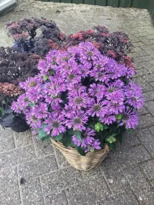 'Bee Pretty' Pysznogłówka Monarda