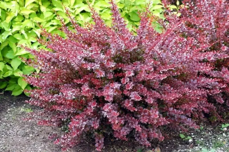 'Dart’s Red Lady' Berberis Berberis