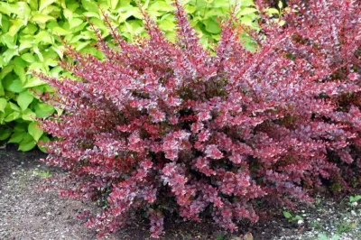 'Dart’s Red Lady' Berberis Berberis