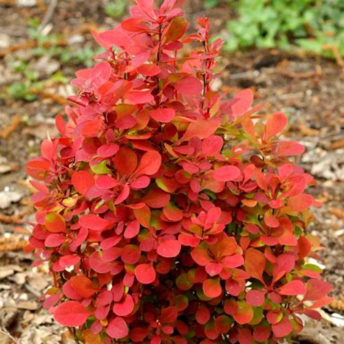 'Desperados'® Berberys Berberis