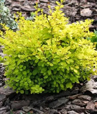 'Aurea’ Berberys Berberis