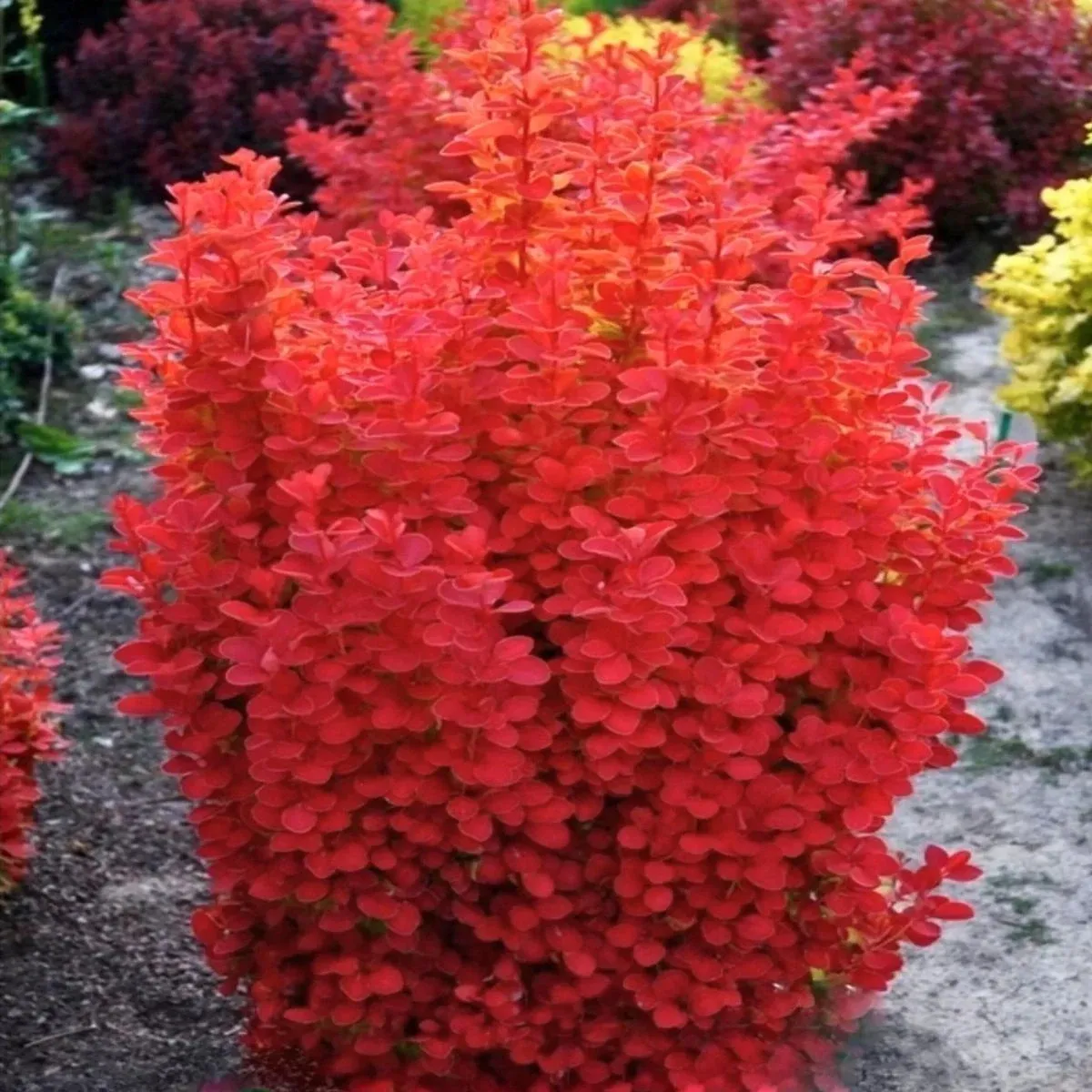 'Orange Ice' Berberys Berberis