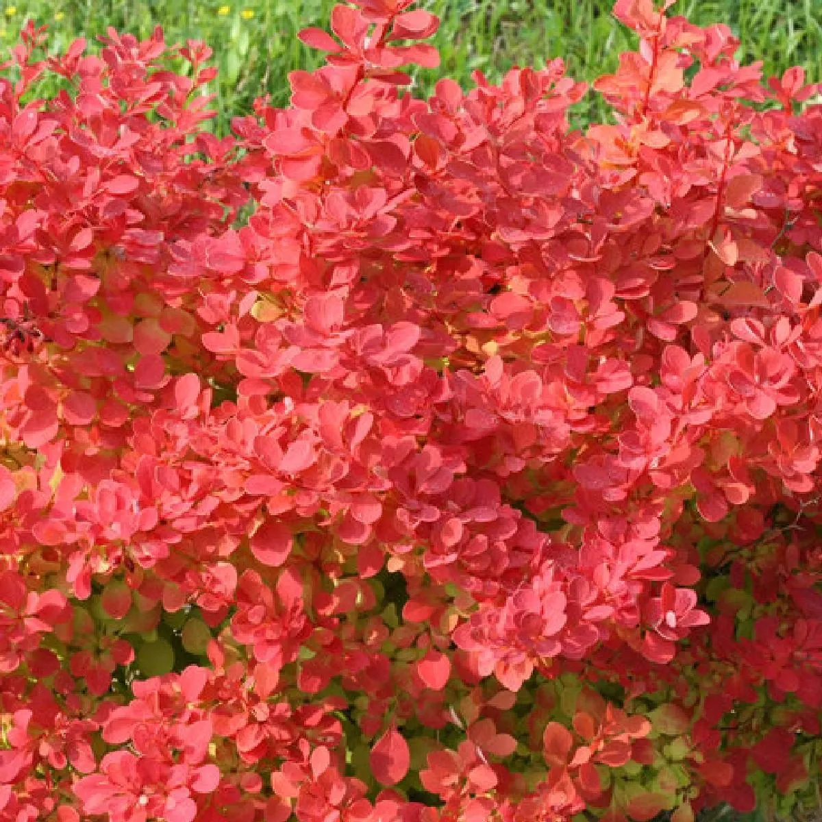 'Neon'® Berberys Berberis