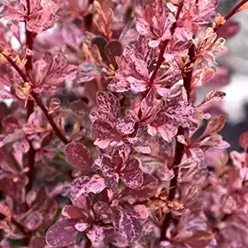 'Rose Glow' Berberys Berberis