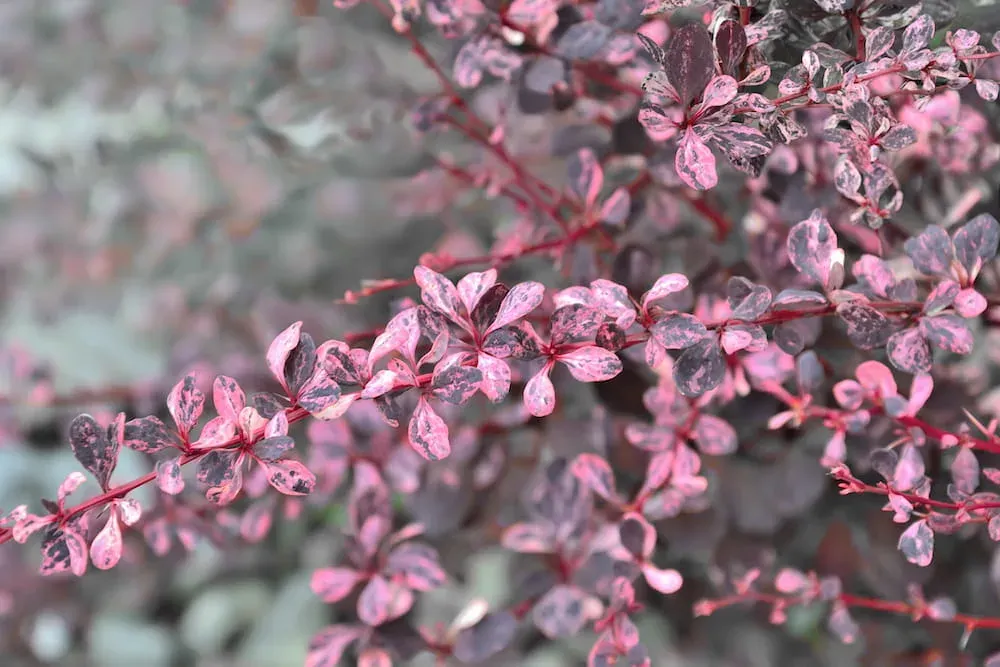 'Harlequin' Berberis Berberis