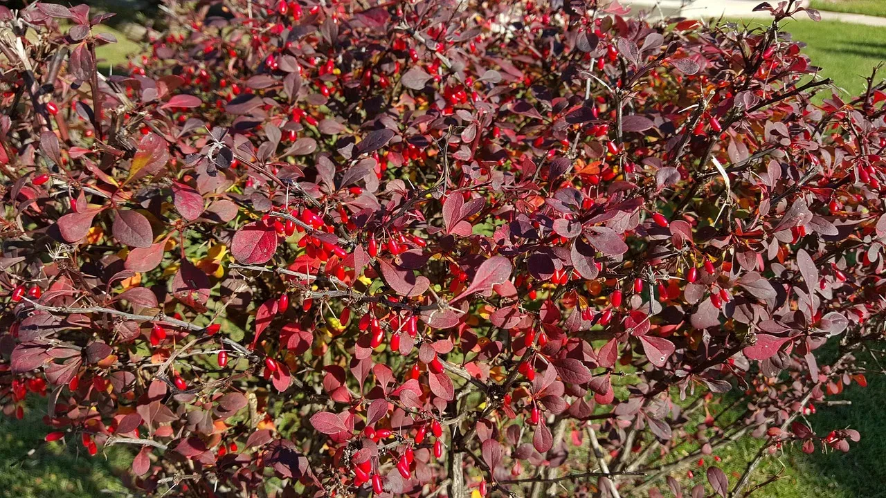 'Red Carpet' Berberis Berberis