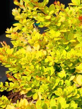 'Summer Sunset' Berberis Berberis