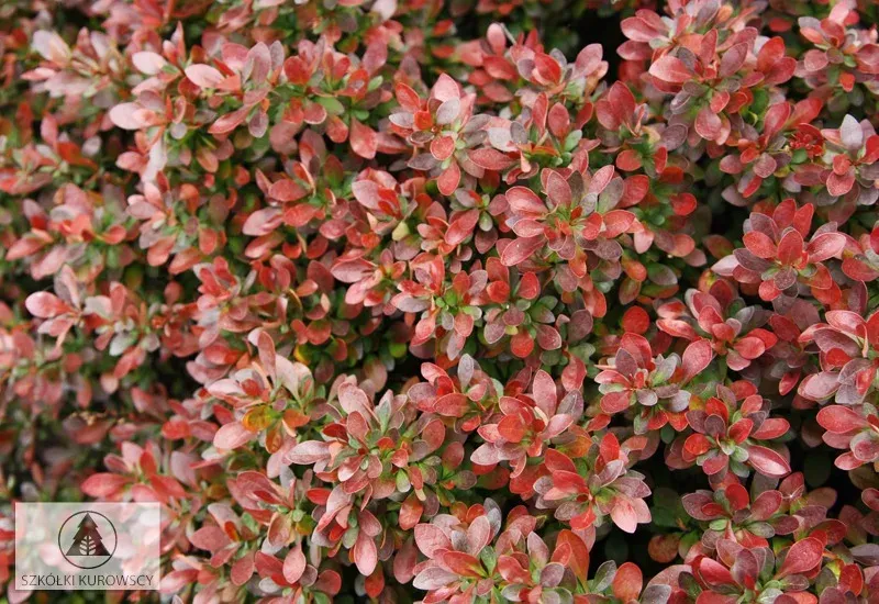'Bagatelle' Berberis Berberis