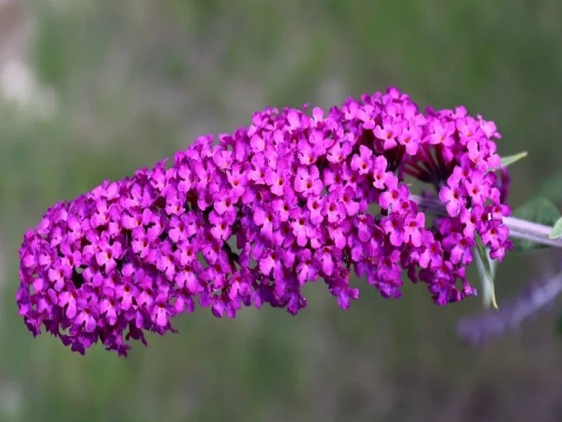 'Summer Beauty' Budleja Dawida Buddleja davidii