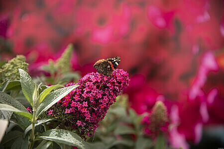 'Butterfly Candy' Trzykolorowa Budleja Dawida Buddleja davidii