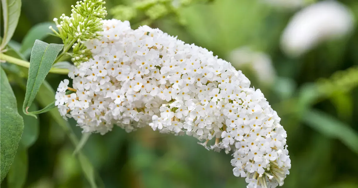 'Summer Bird® White' Budleja Dawida Buddleja davidii