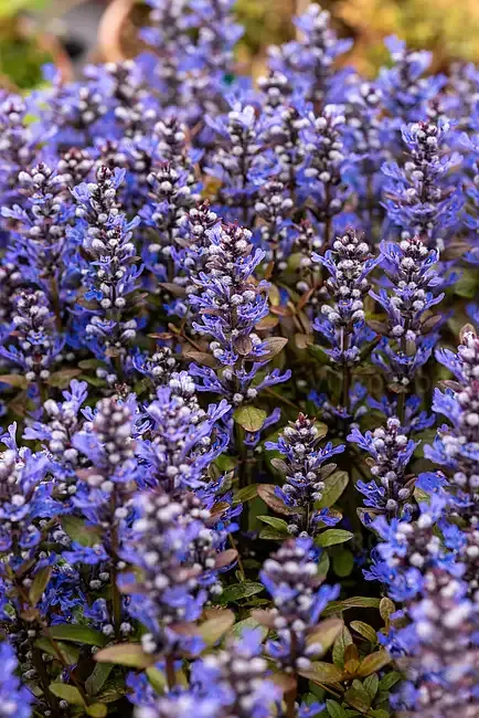 'Chocolate Chip' Dąbrówka Ajuga