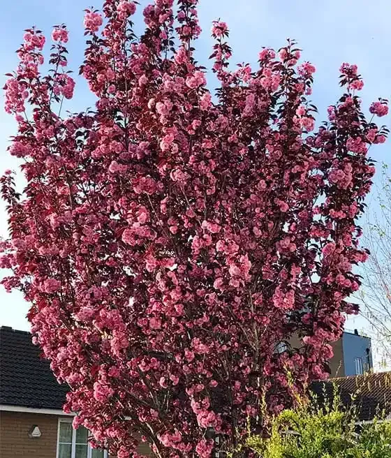 Wiśnia piłkowana na pniu Prunus 'Royal Burgundy'