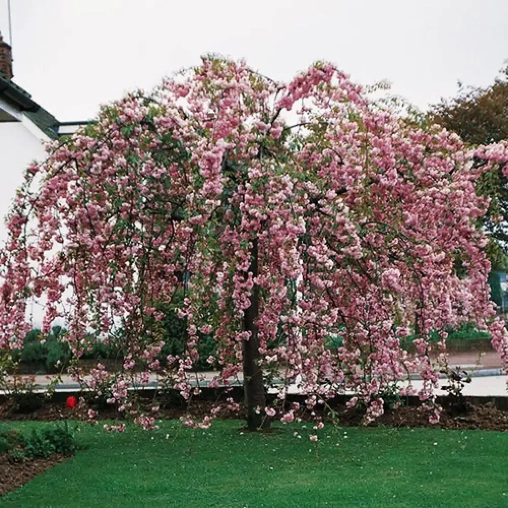 Wiśnia piłkowana na pniu Prunus 'Kiku-shidare-zakura'