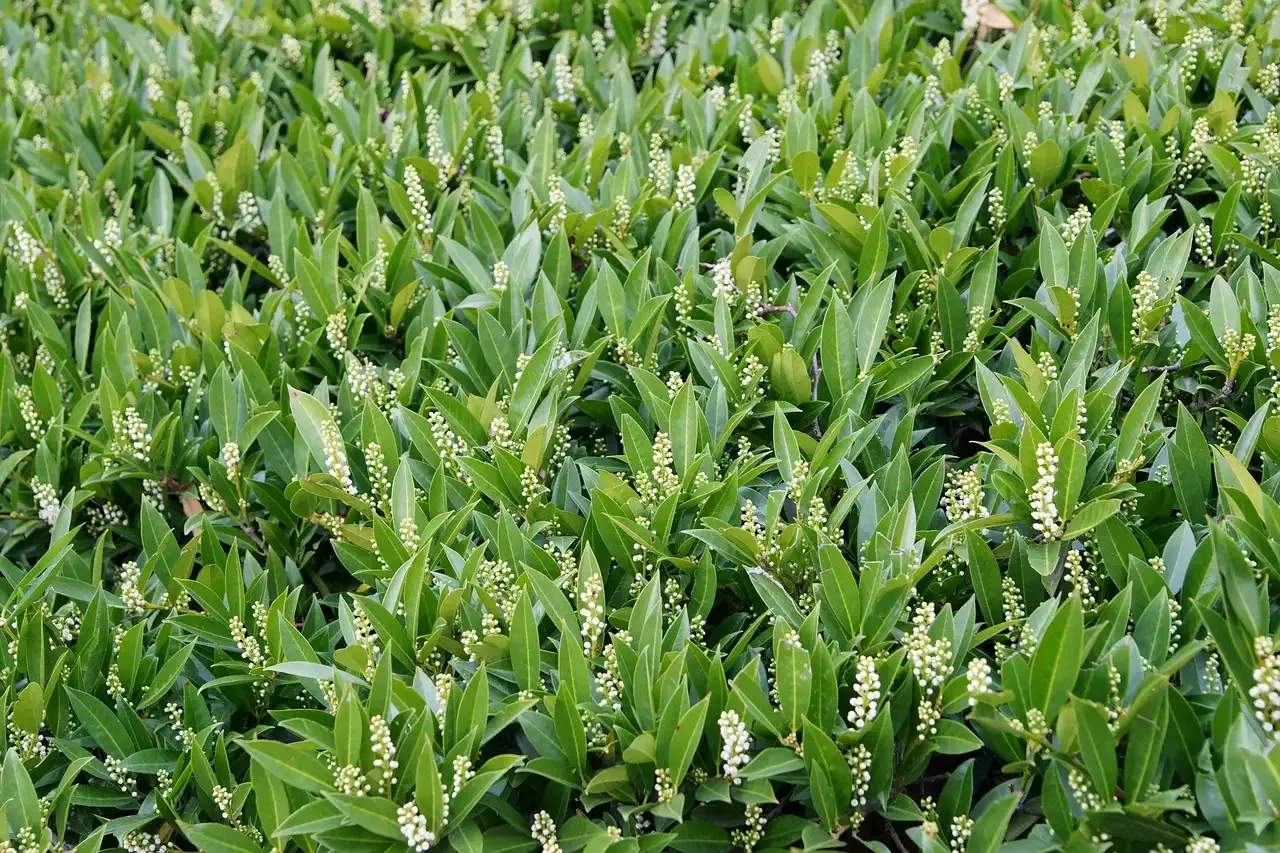 'Novita' Laurowiśnia Prunus laurocerasus