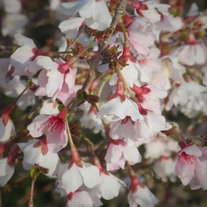 'Kojou-no-mai' Wiśnia wczesna Prunus