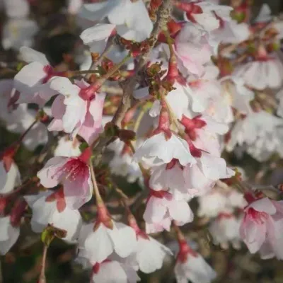 'Kojou-no-mai' Wiśnia wczesna Prunus