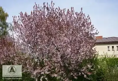 'Purpurea' Śliwa wiśniowa Prunus cerasifera