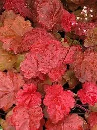 ‘Autumn Leaves’ Żurawka Heuchera